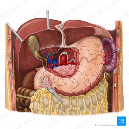 Arteria pancreaticoduodenalis superior anterior (Vordere obere Bauchspeicheldrüsen-Zwölffingerdarm-Arterie); Bild: Irina Münstermann