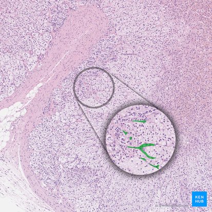 Capilares sinusoidales corticales fenestrados; Imagen: 