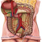 Right colic artery