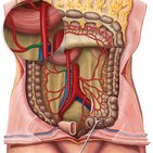 Right colic artery