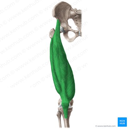 Musculus quadriceps femoris (Vierköpfiger Oberschenkelmuskel); Bild: Liene Znotina