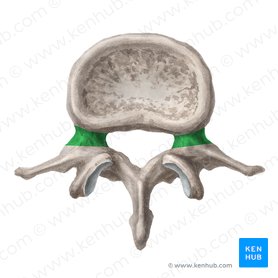 Pedículo do arco vertebral (Pediculus arcus vertebrae); Imagem: Liene Znotina