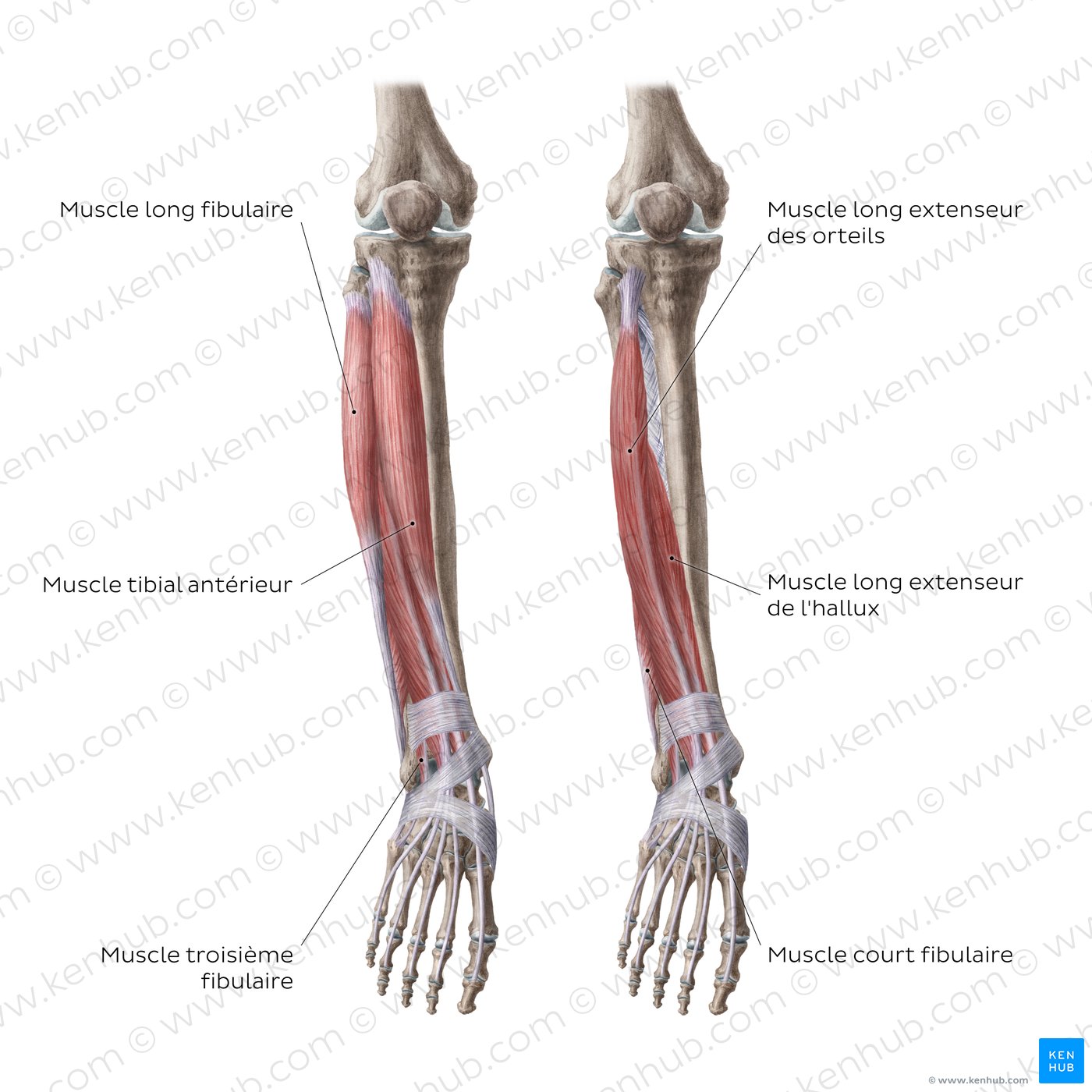 Muscles de la jambe : Schéma anatomique (vue antérieure)