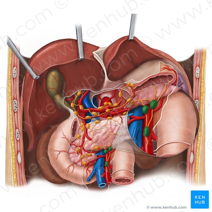 Ganglios linfáticos mesentéricos superiores (Nodi lymphoidei mesenterici superiores); Imagen: Esther Gollan