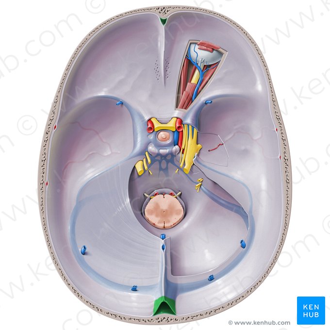 Seio sagital superior (Sinus sagittalis superior); Imagem: Paul Kim