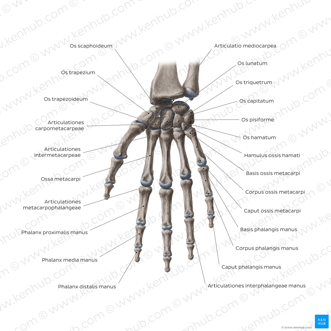 Knochen und Gelenke von Hand und Handgelenk