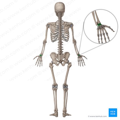 Articulación radiocarpiana (Articulatio radiocarpea); Imagen: Irina Münstermann