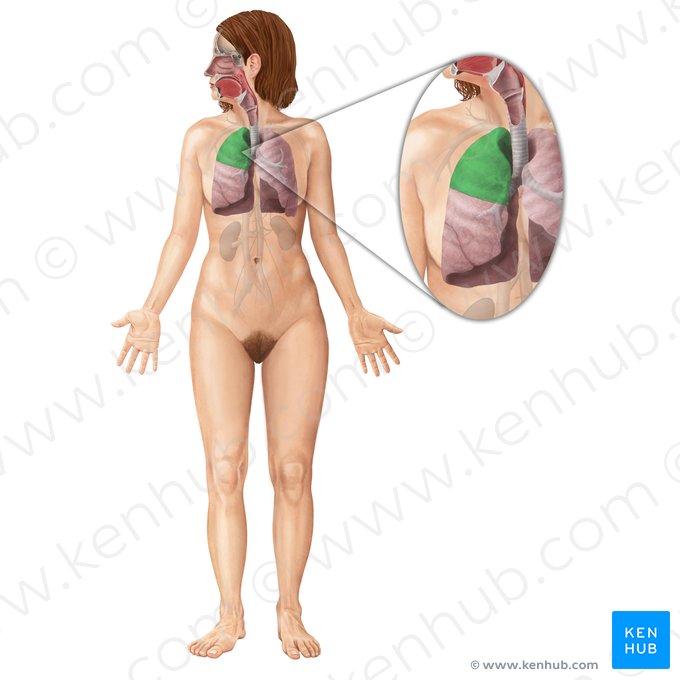 Superior lobe of right lung (Lobus superior pulmonis dextri); Image: Begoña Rodriguez
