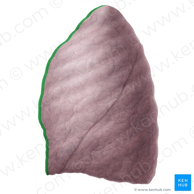 Borde anterior del pulmón izquierdo (Margo anterior pulmonis sinistri); Imagen: Yousun Koh