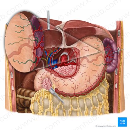 Arteriae gastricae breves (Kurze Magenarterien); Bild: Irina Münstermann