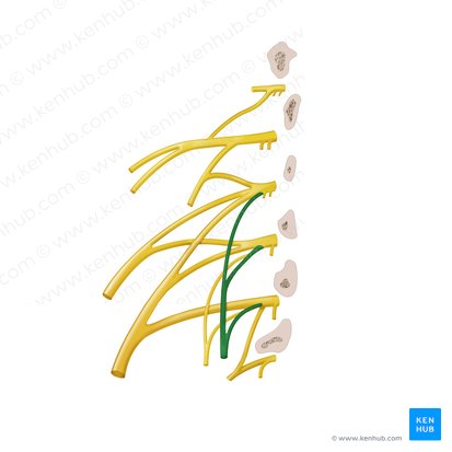 Obturator nerve (Nervus obturatorius); Image: Begoña Rodriguez
