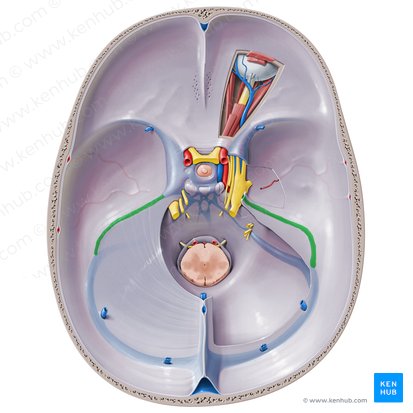 Superior petrosal sinus (Sinus petrosus superior); Image: Paul Kim