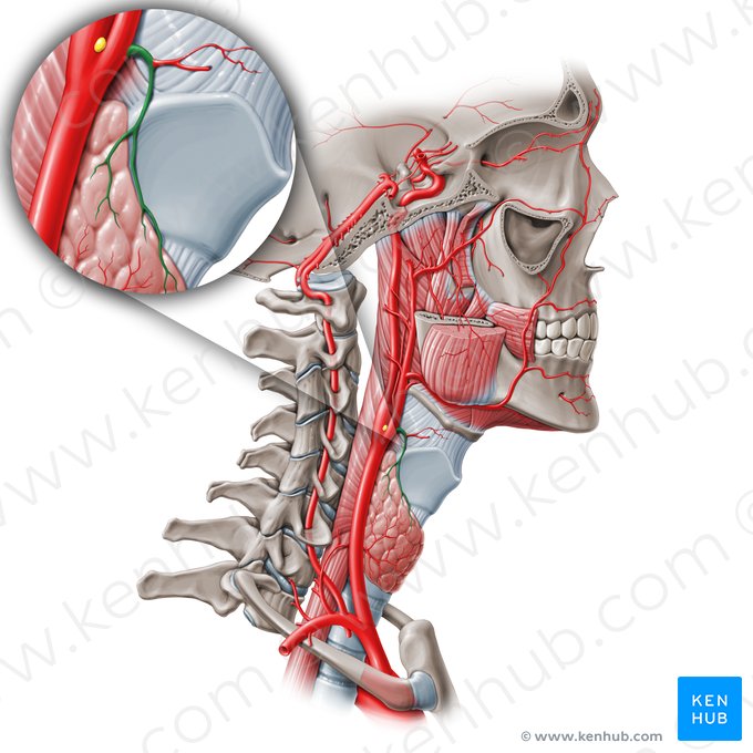 Artéria tireóidea superior (Arteria thyroidea superior); Imagem: Paul Kim