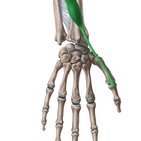 Musculus extensor pollicis brevis