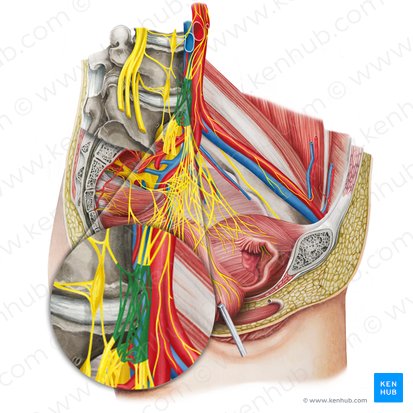 Superior hypogastric plexus (Plexus hypogastricus superior); Image: Irina Münstermann