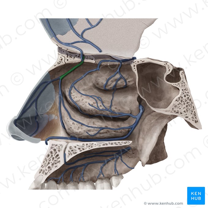 Anterior lateral nasal branches of anterior ethmoidal vein (Rami nasales anteriores laterales venae ethmoidalis anterioris); Image: Begoña Rodriguez