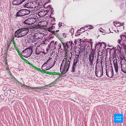 Muscularis mucosae (Lamina muscularis mucosae); Image: 