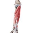 Pronator teres muscle