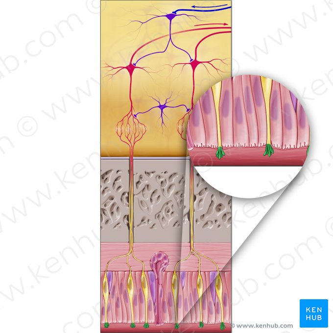 Cils olfactifs (Cilia olfactoria); Image : Paul Kim