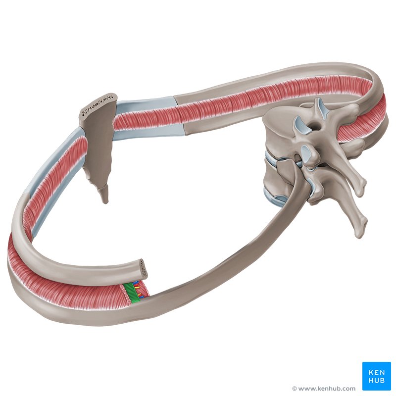 Internal intercostal muscles (Musculi intercostales interni)