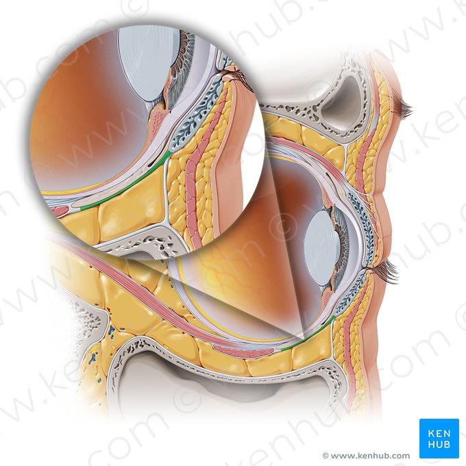 Músculo tarsal inferior (Musculus tarsalis inferior); Imagem: Paul Kim