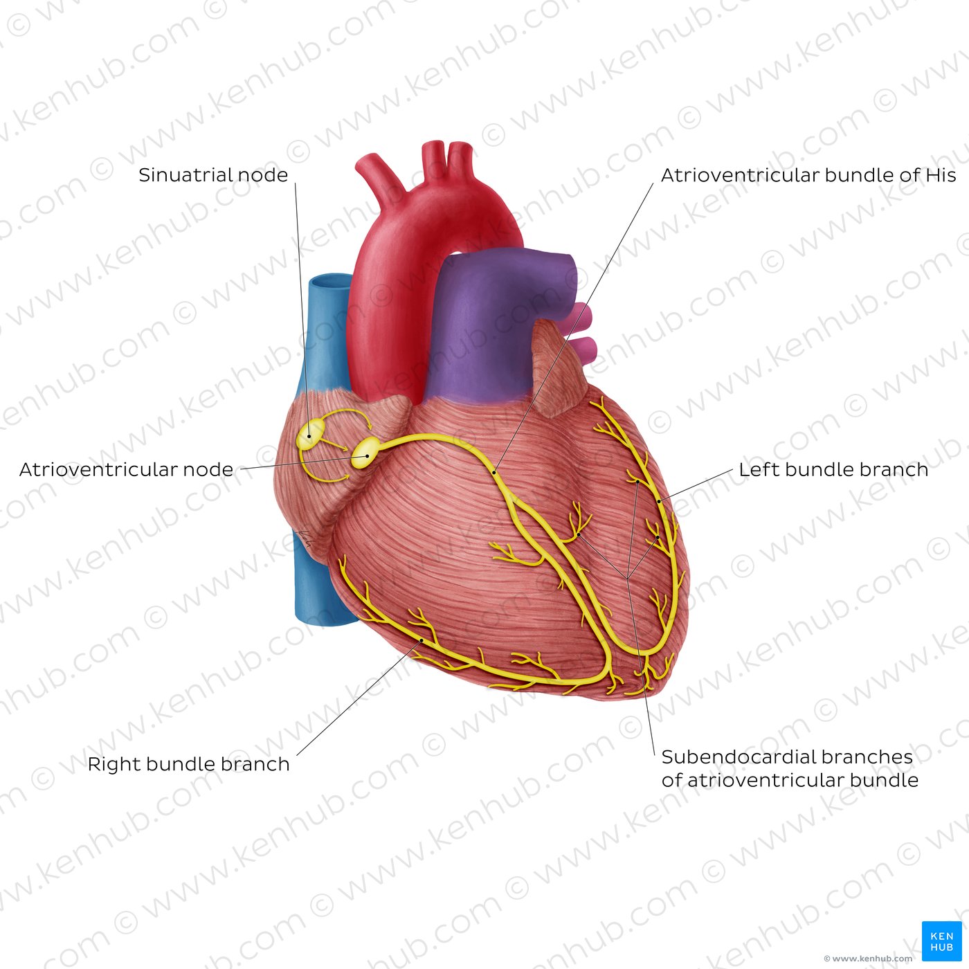 Conduction system of the heart