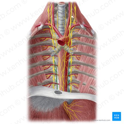 Greater thoracic splanchnic nerve (Nervus splanchnicus thoracicus major); Image: Yousun Koh