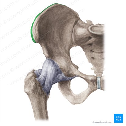 Outer lip of iliac crest (Labium externum cristae iliacae); Image: Liene Znotina