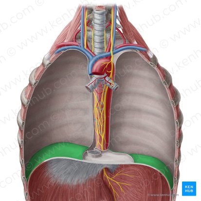 Pars diaphragmatica pleurae parietalis (Zwerchfellteil des Rippenfells); Bild: Yousun Koh