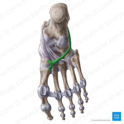 Tendão do músculo fibular longo (Tendo musculi fibularis longus); Imagem: Liene Znotina