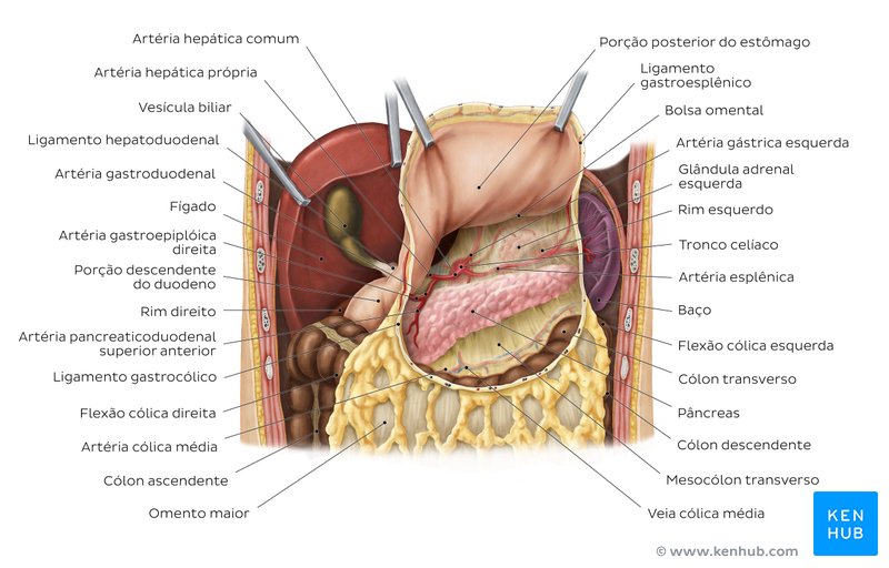 Visão geral da bolsa omental e estruturas vizinhas - vista ventral