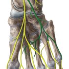 Nervus plantaris lateralis