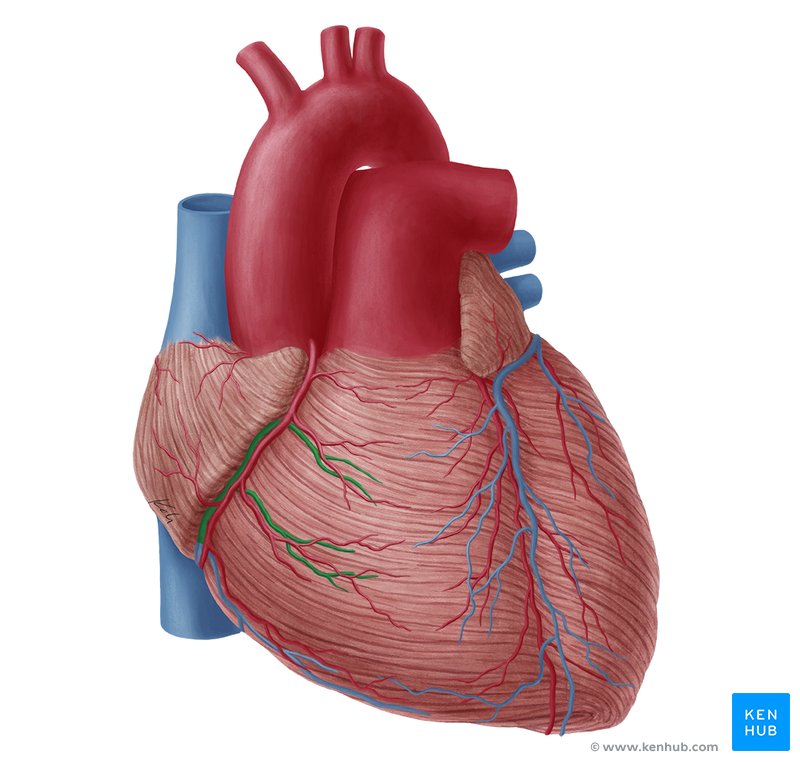 Anterior cardiac veins (Venae anteriores cordis)