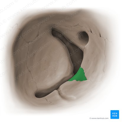 Orbital process of palatine bone (Processus orbitalis ossis palatini); Image: Paul Kim