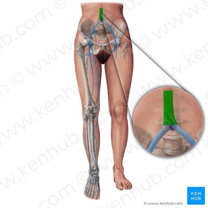 Veia cava inferior (Vena cava inferior); Imagem: Paul Kim