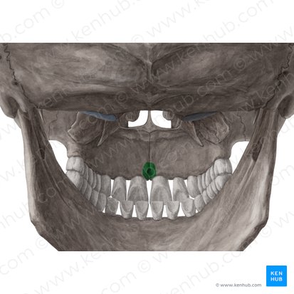 Incisive foramen (Foramen incisivum); Image: Yousun Koh