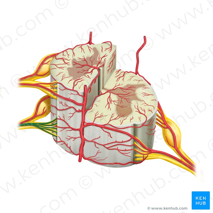 Arteria radicularis anterior (Vordere Wurzelarterie); Bild: Rebecca Betts
