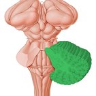 Afferent and efferent pathways of the cerebellum