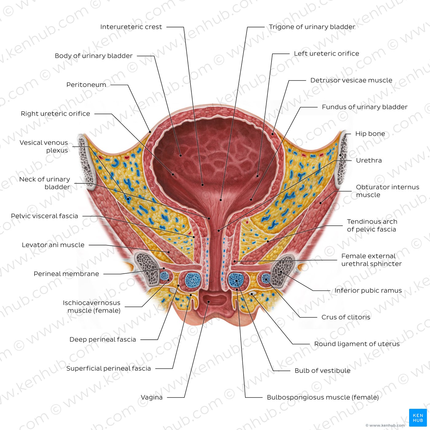 Anatomical illustration of the female urinary bladder and urethra, showing how urine is stored and released.