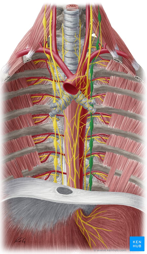 Tronco simpático esquerdo - vista anterior (verde)