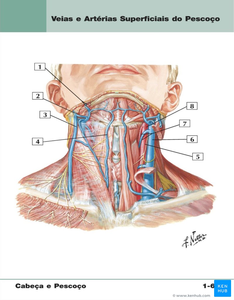 Netter: Flash Cards de Anatomia - Exemplo de ilustração