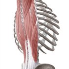 Espalda, columna vertebral y sus músculos