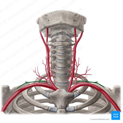Arteria supraescapular (Arteria suprascapularis); Imagen: Yousun Koh
