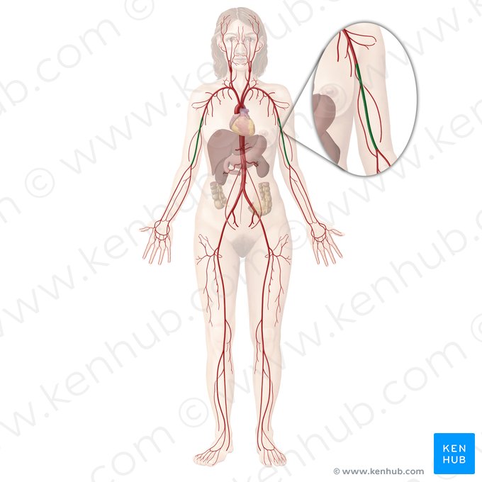 Arteria brachialis (Oberarmarterie); Bild: Begoña Rodriguez