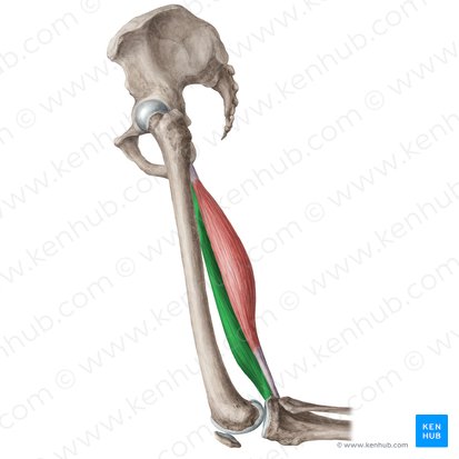 Musculus semimembranosus (Plattsehnenmuskel); Bild: Liene Znotina