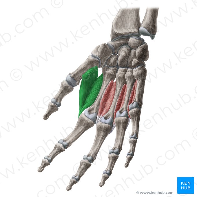 1.º músculo interósseo dorsal da mão (Musculus interosseus dorsalis 1 manus); Imagem: Yousun Koh