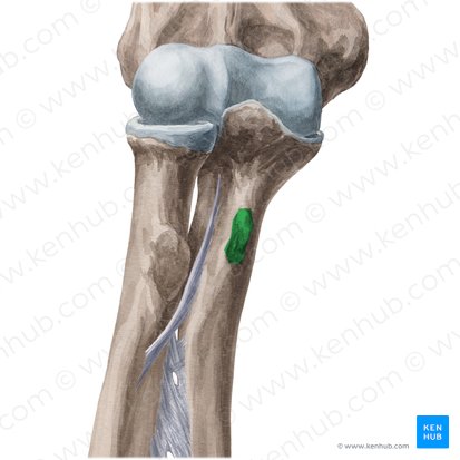 Tuberositas ulnae (Rauigkeit der Elle); Bild: Yousun Koh