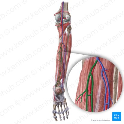 Posterior tibial veins (Venae tibiales posteriores); Image: Liene Znotina