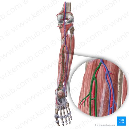 Venae tibiales posteriores; Bild: Liene Znotina