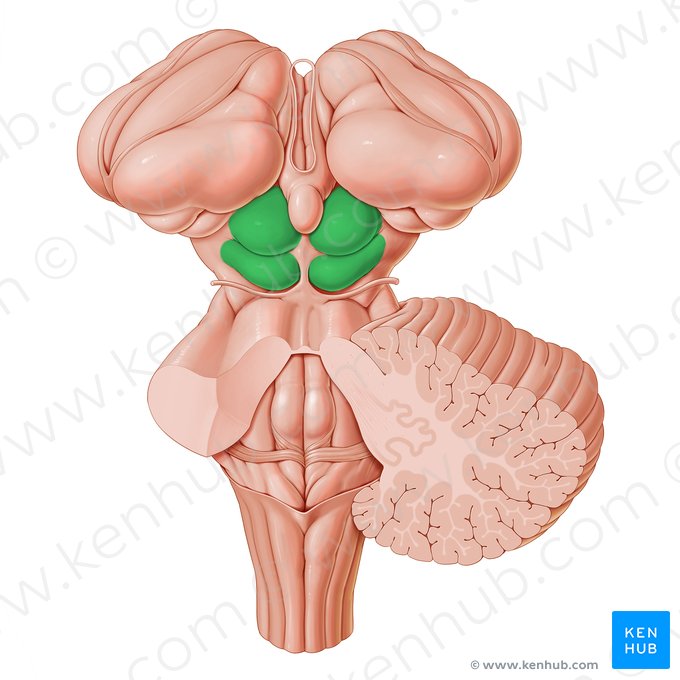 Tectum of midbrain (Tectum mesencephali); Image: Paul Kim